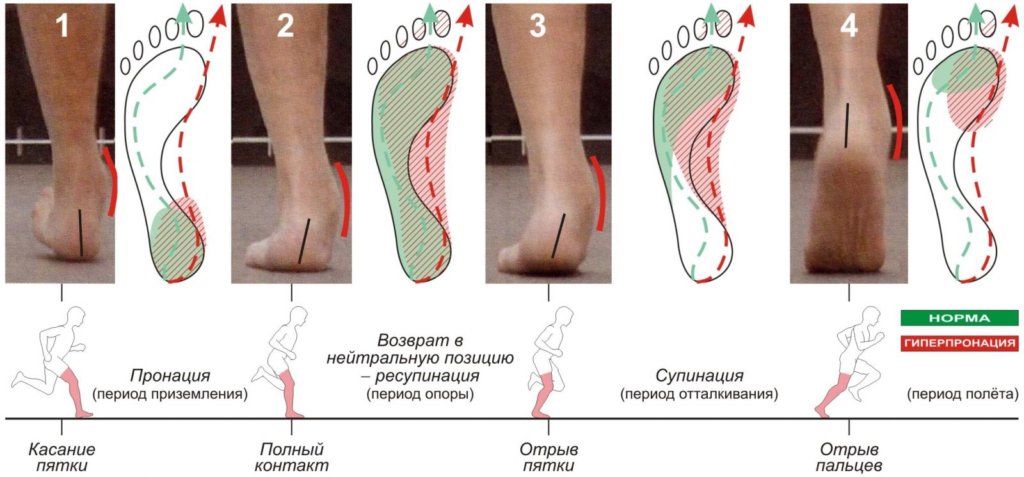 биомеханика ходьбы и бега